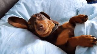 dog lying inside a human bed with one ear raised up