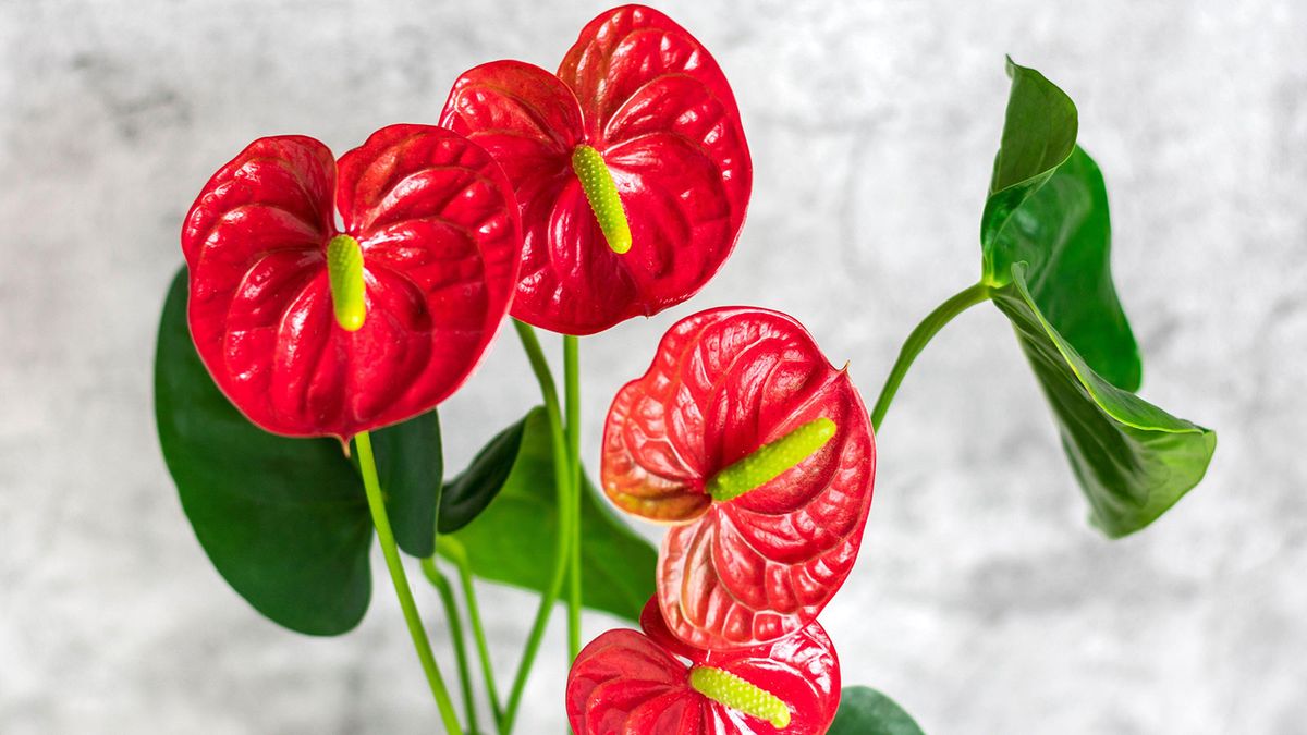 Anthurium care and growing guide – expert tips for these tropical indoor plants