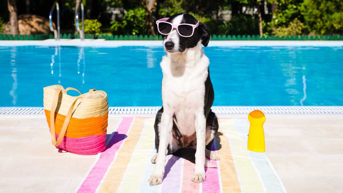 Do dogs need sunscreen? A dog next to a pool with beach bag and spf