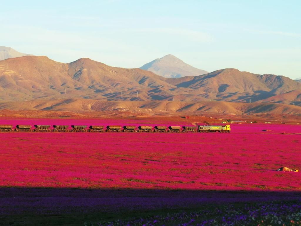 atacama blooms and a train