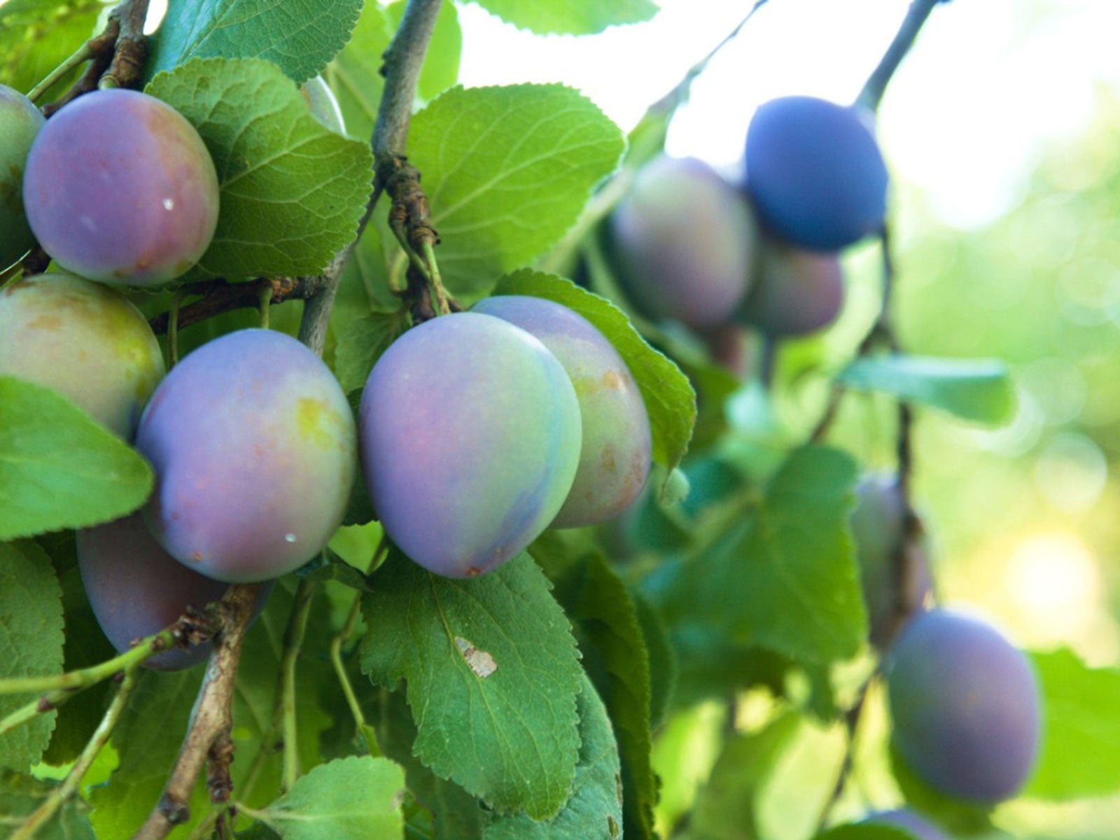 Italian Prune Plums Information and Facts