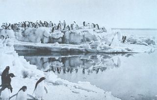 Adélie Penguins on the ice-foot at Cape Adare in the Antarctic, shown here in a photo taken by George Murray Levick, a member of Robert Scott's Terra Nova Expedition.