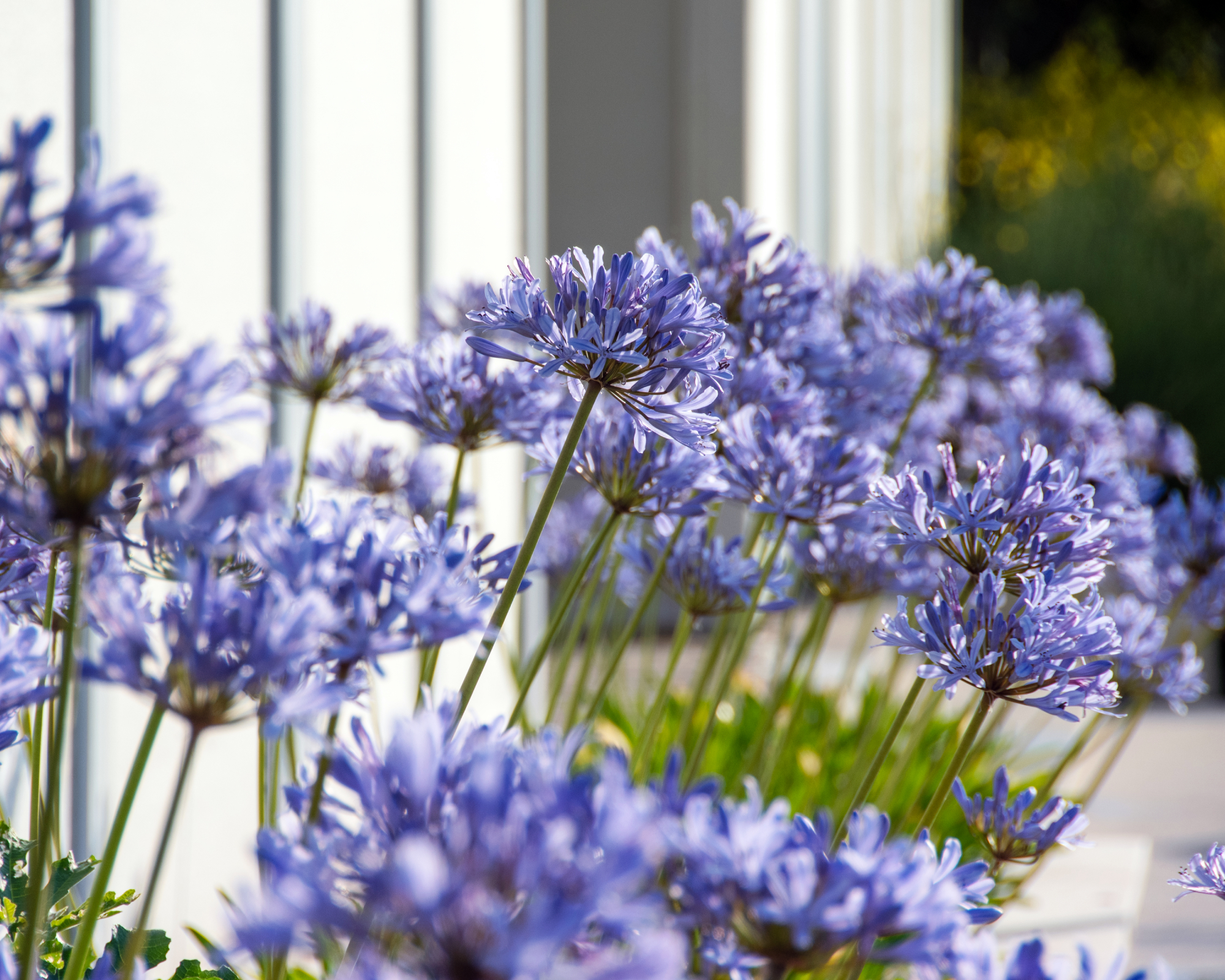 blue agapanthus flowers growing in planters on a garden patio