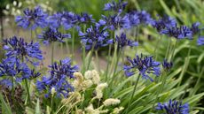 dark blue agapanthus flowers with ornamental grass
