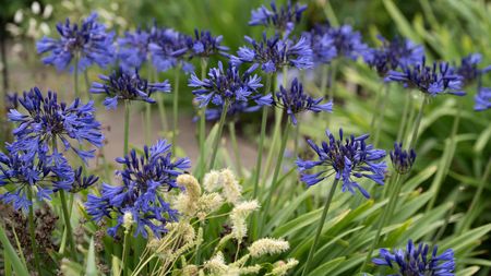 dark blue agapanthus flowers with ornamental grass
