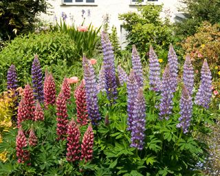 Lupins in assorted colours