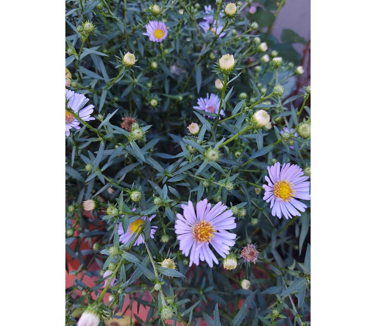 Macro shots produce a pleasing shallow depth of field.