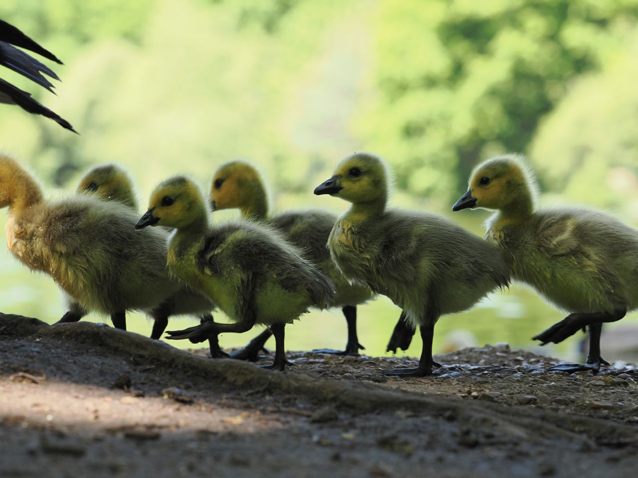 Some chicks walking across a path