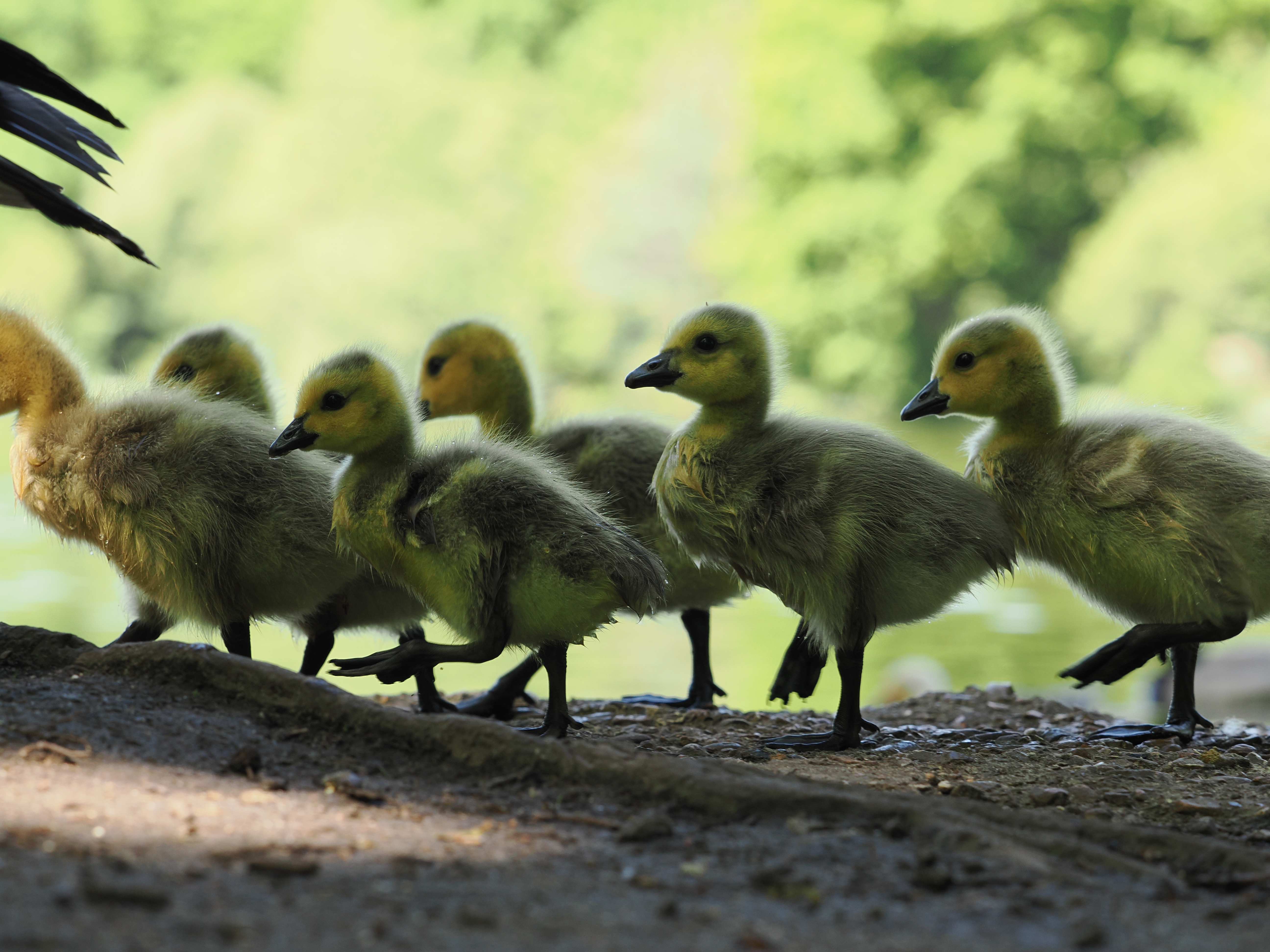 Some chicks walking across a path