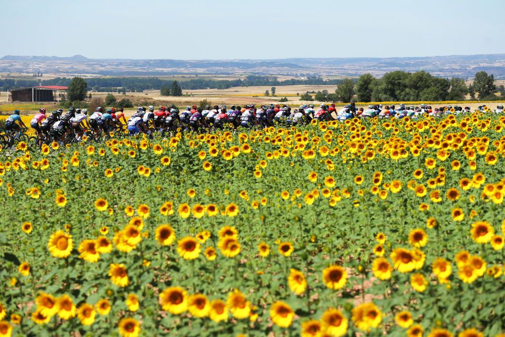 ESPINOSA DE LOS MONTEROS SPAIN AUGUST 05 The Peloton passing through a sunflowers field during the 43rd Vuelta a Burgos 2021 Stage 3 a 173km stage from Busto de Bureba to Espinosa de los Monteros VueltaBurgos BurgosCycling CapitalMundialdelCiclismo on August 05 2021 in Espinosa de Los Monteros Spain Photo by Gonzalo Arroyo MorenoGetty Images