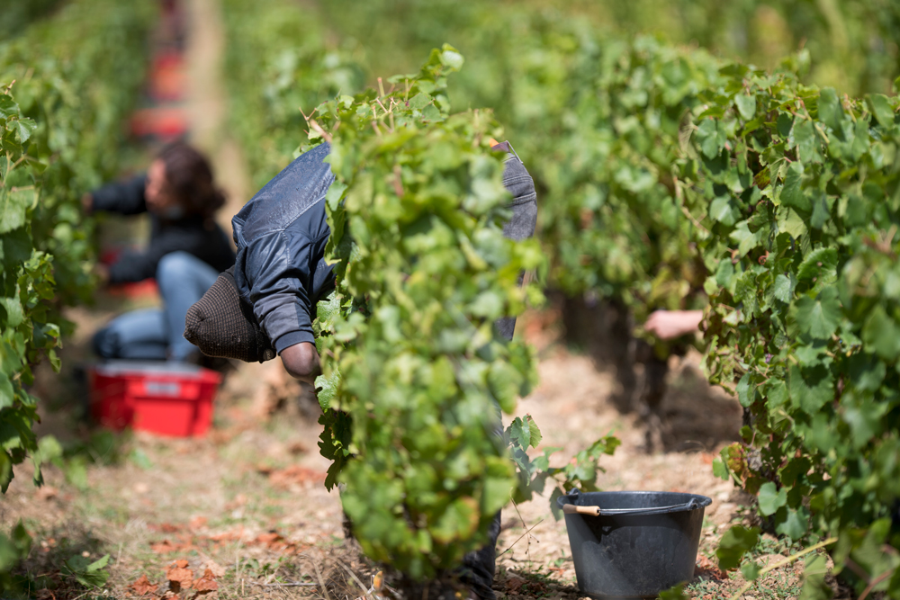Burgundy harvest 2022
