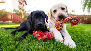 Two dogs playing with a rope toy.