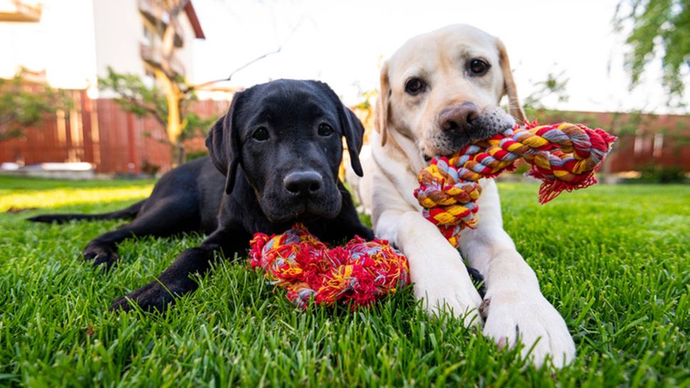 How to wash dog toys Everything you need to know PetsRadar