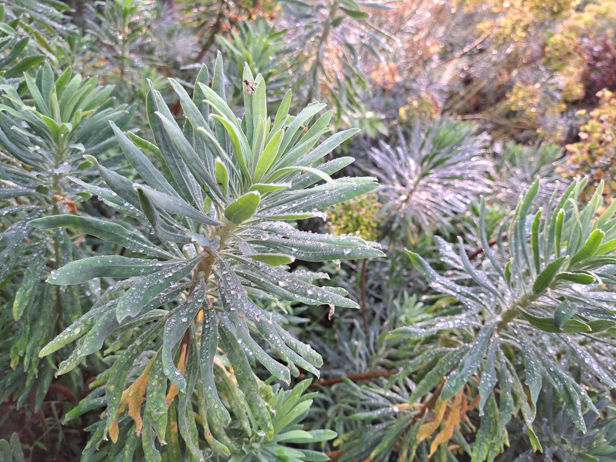 Samsung Galayx A53 5G sample photo