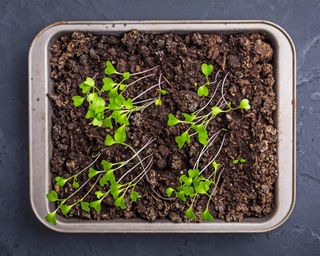 Leggy weak seedlings in seed tray