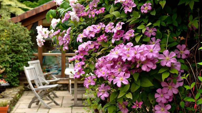 How To Grow Clematis The Best Climbing Flowers For Your Fences And Walls Gardeningetc