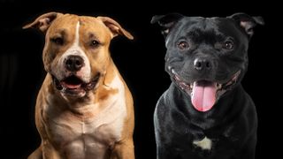 American Pitbull Terrier vs Staffordshire Terrier on black background