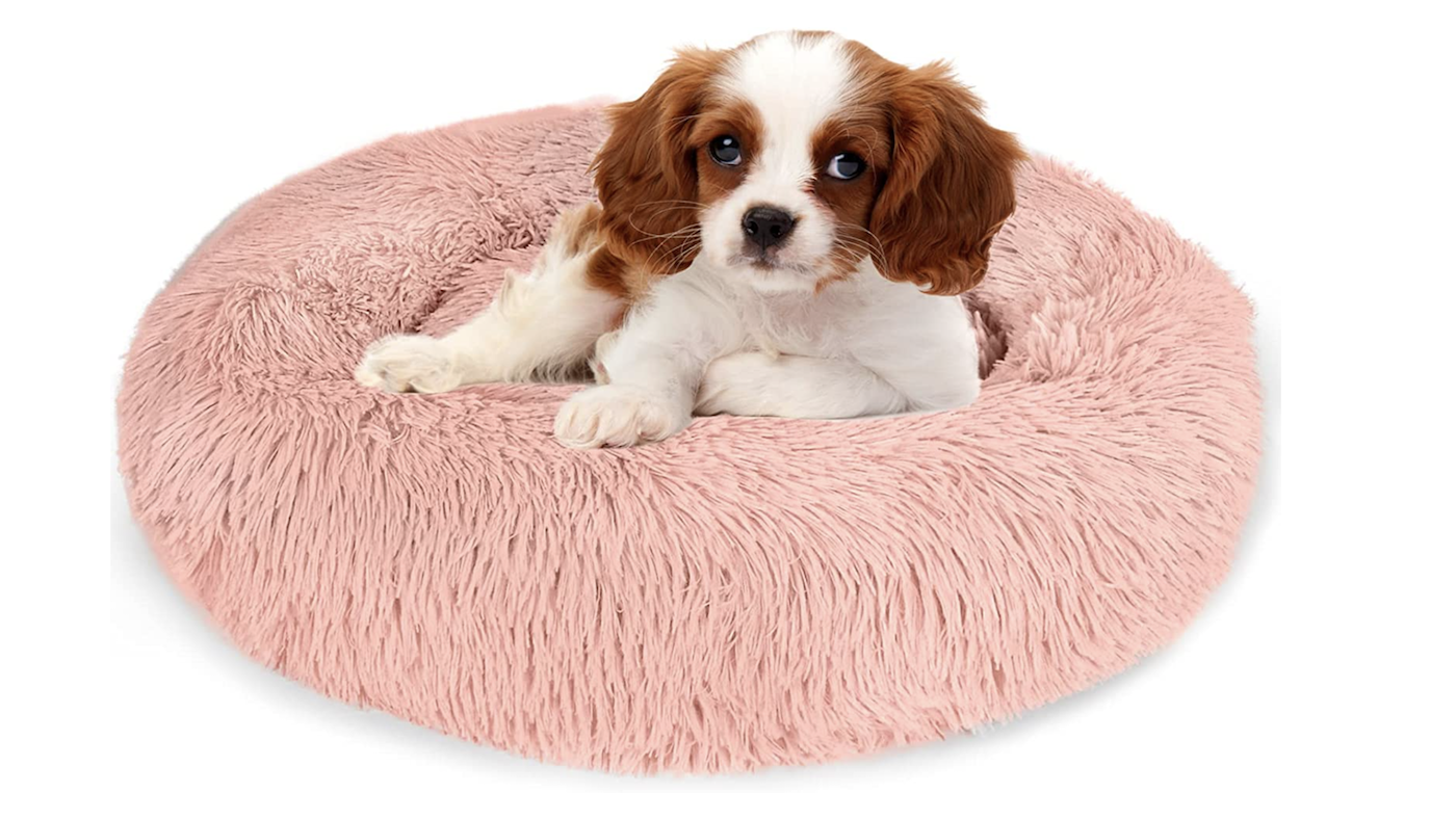 King Charles cavalier spaniel puppy in pink donut dog bed
