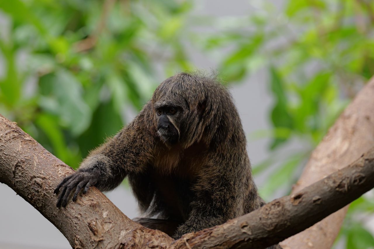 A small monkey perched on a tree branch