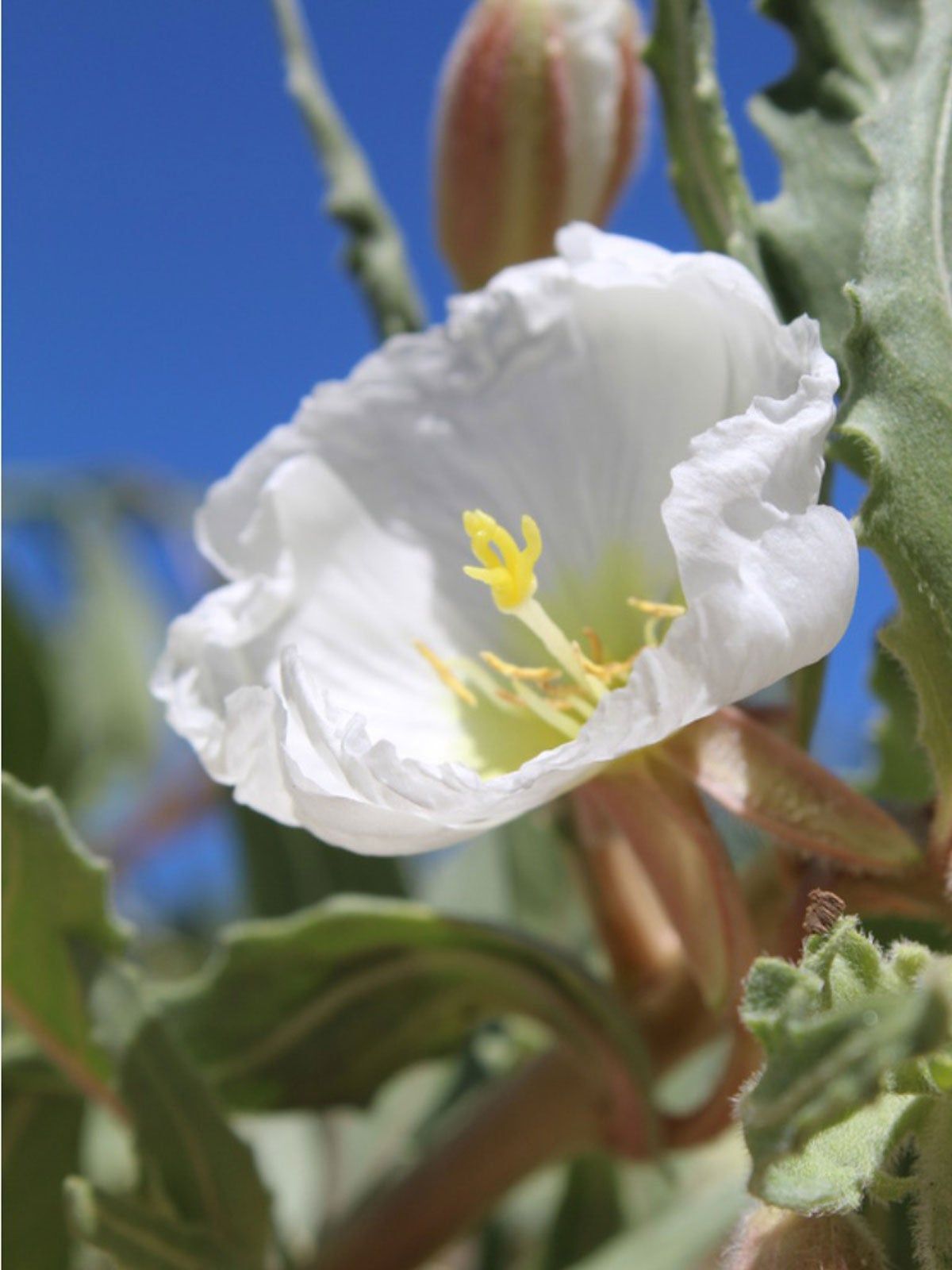 Growing Tufted Evening Primrose: Care Tufted Evening Primrose Plants