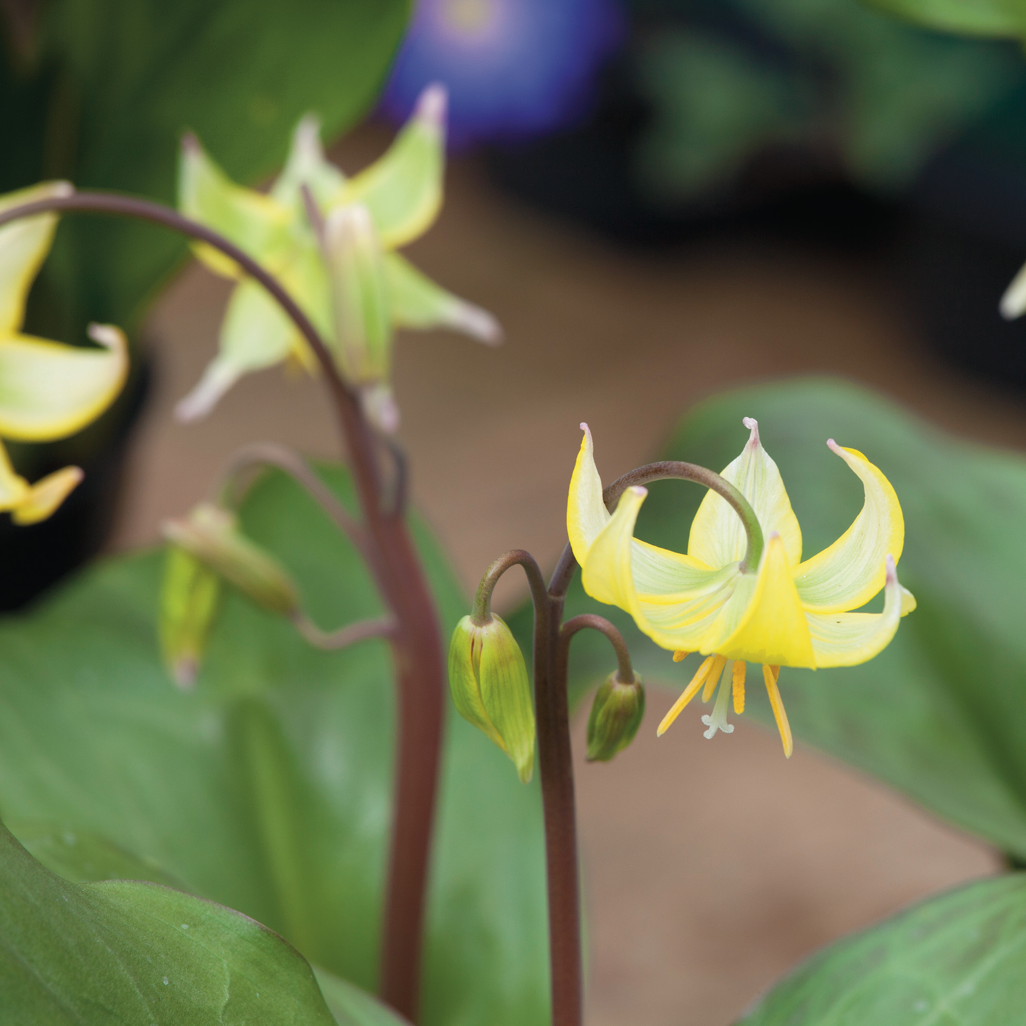 close up of yellow Erythronium dens-canis