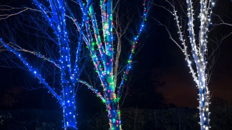Outdoor trees decorated with multi-colored lights