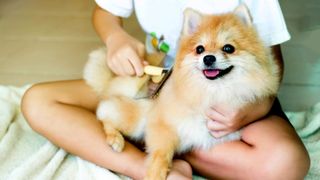 Pomeranian being brushed