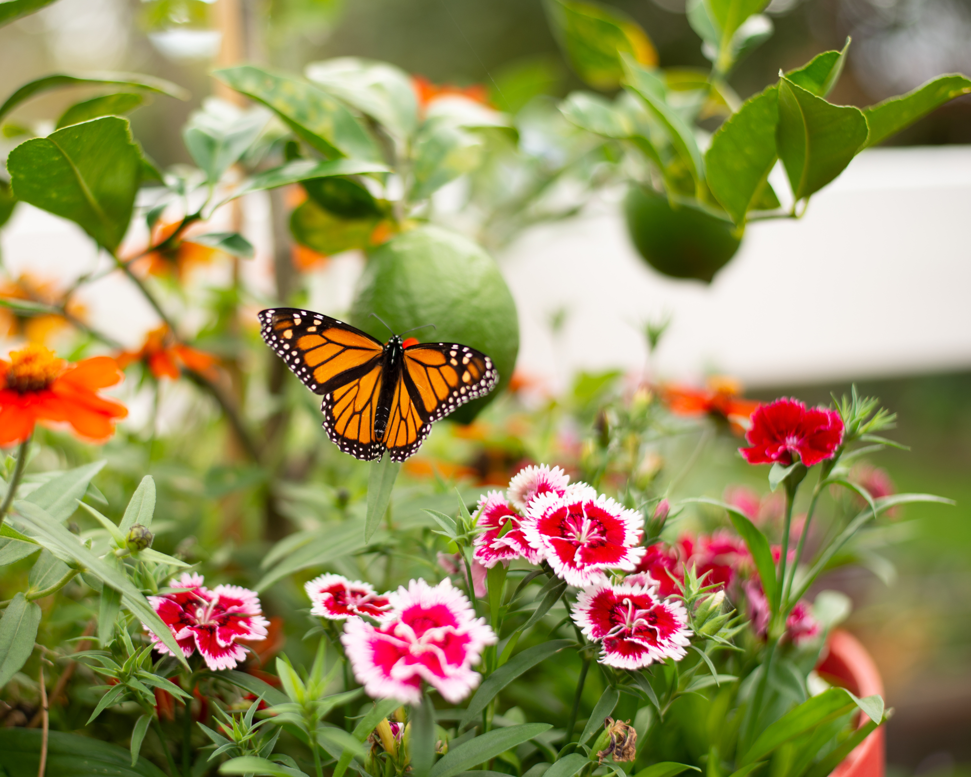 monarch butterfly on dianthus in a pot