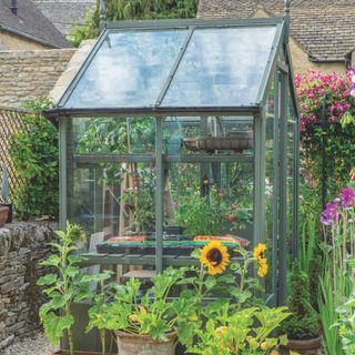 Potted sunflowers in front of green-framed greenhouse in garden