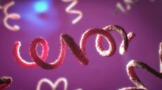 illustration of large, spiral-shape bacterial cells on a pink background