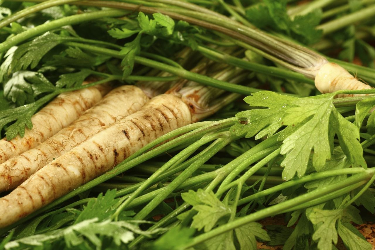 Caring For Parsley Root Plants How To Grow Parsley Root Gardening