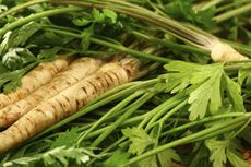 Parsley Roots