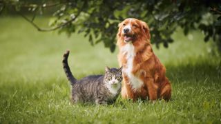 Cat and dog standing together on the grass