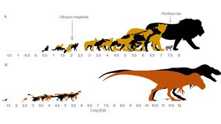 The missing medium-size dinosaur gap from Dinosaur Park Formation in Alberta, Canada, versus sizes of modern carnivorous mammals from Kruger National Park in South Africa. Notice the gray infants by the largest animals, to show how much they needed to grow before adulthood.