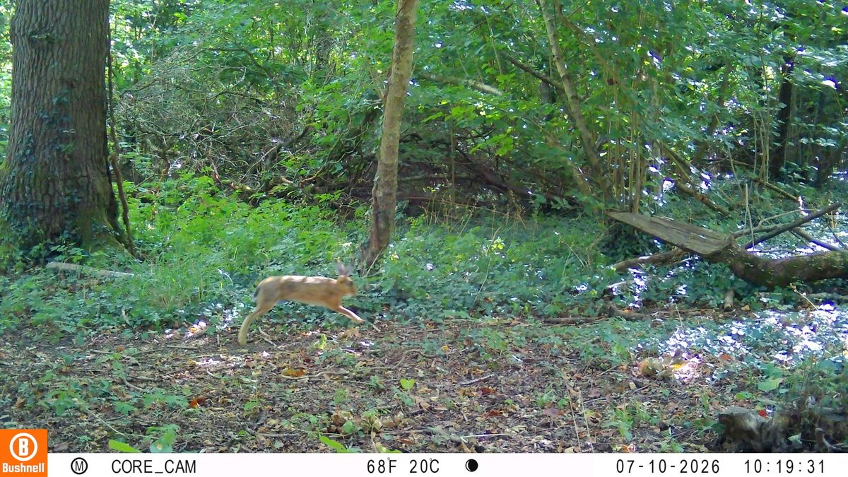 Sample images from the Bushnell Core S-4K No Glow trail camera