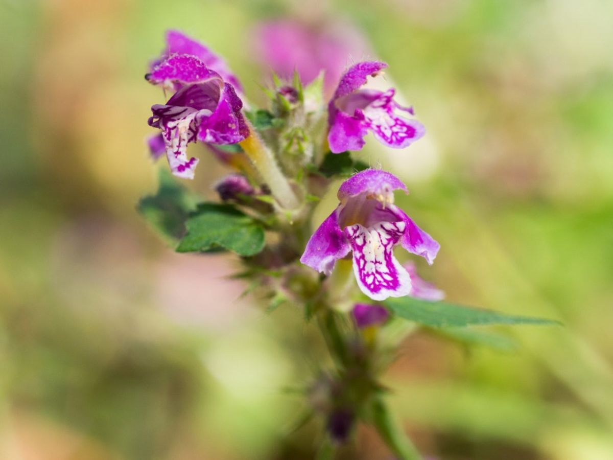 Deadnettle Plant Info: What Is Spotted Deadnettle? | Gardening Know How