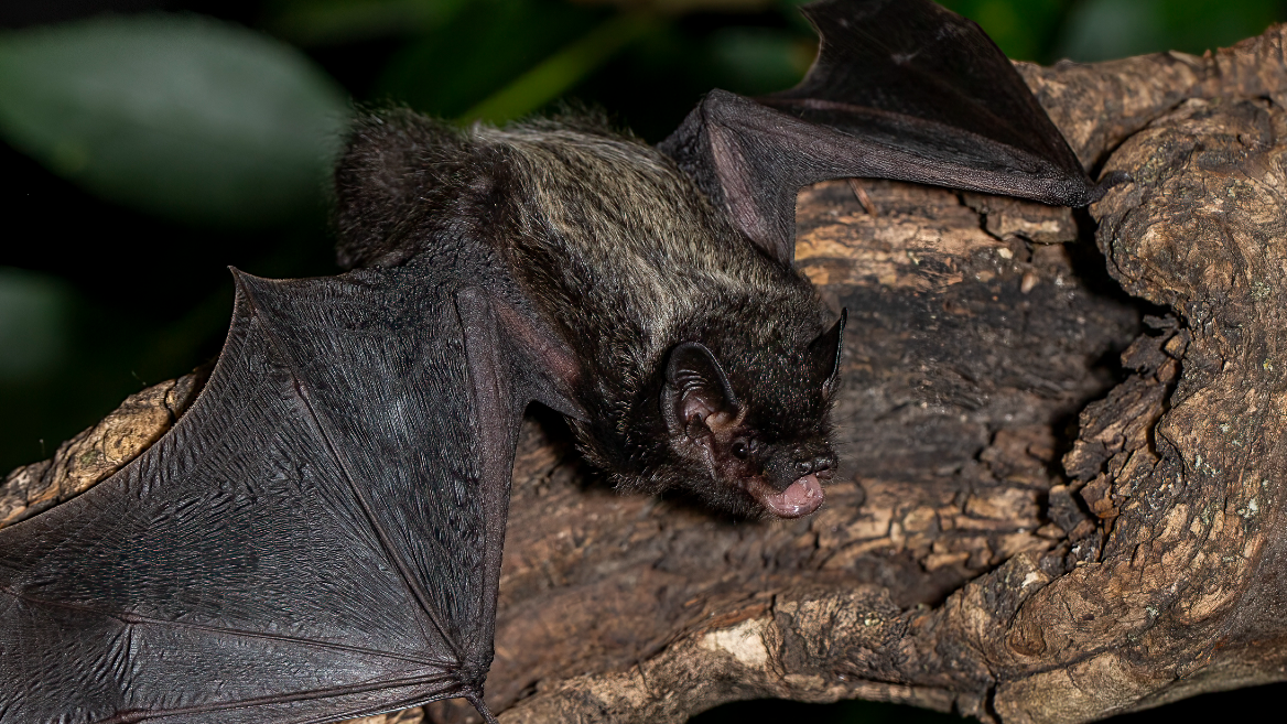 11-year-old boy in Canada dies from rabies after waking up with a bat on his face 11-year-old boy in Canada dies from rabies after waking up with a bat on his face