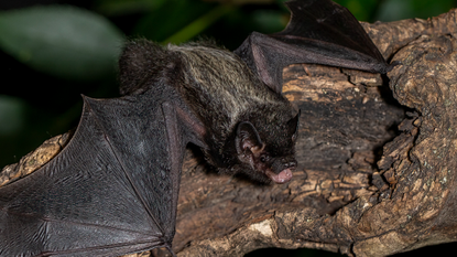 A silver-haired bat lies on a log.