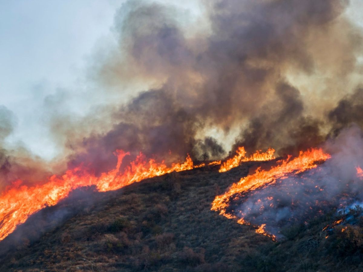 Can Smoke Hurt Plants: Dealing With Wildfire Smoke In Gardens
