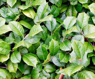 American holly shows glossy foliage