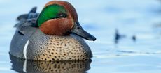 Green-winged Teal Drake (Anas crecca), Pacific Northwest