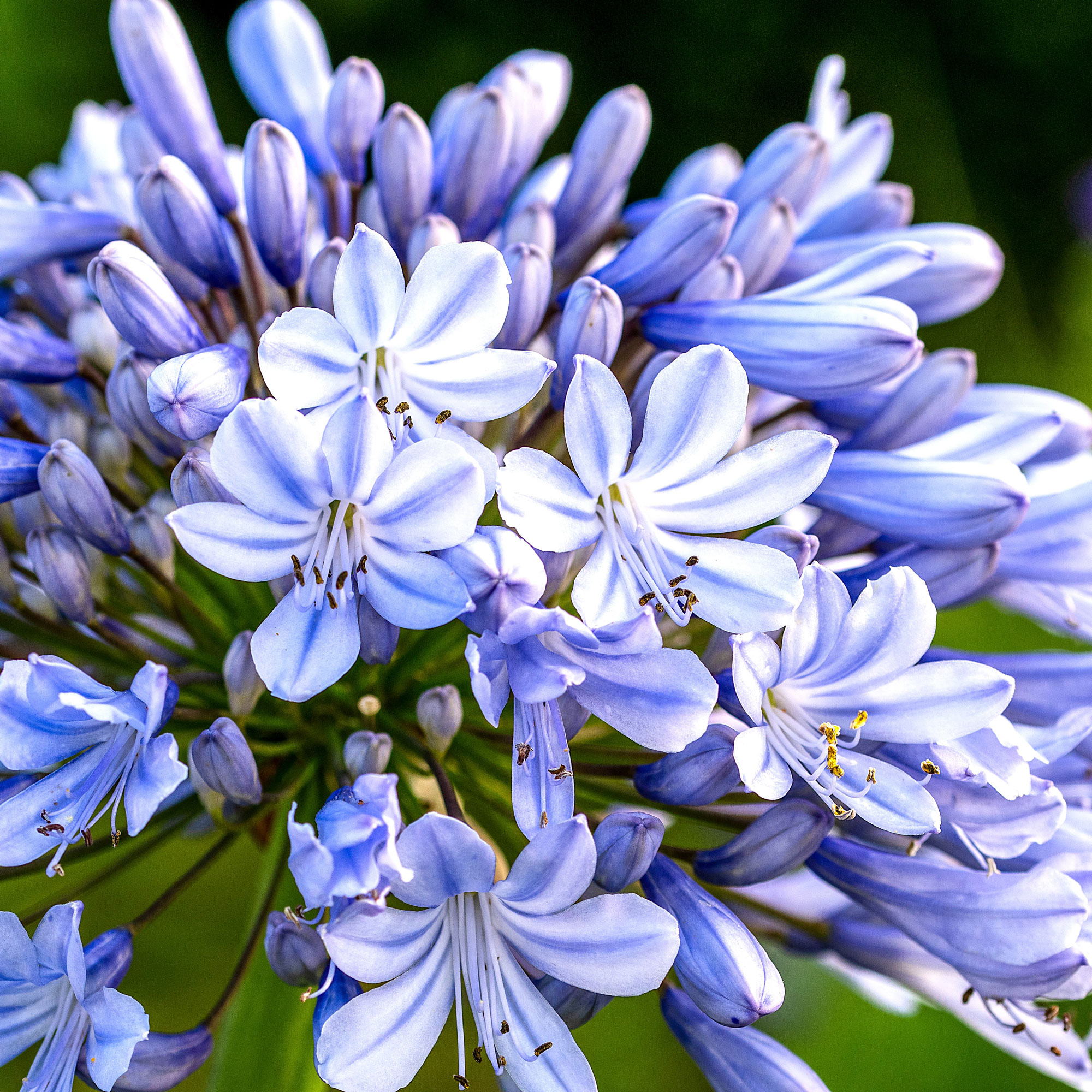 agapanthus (African lily) with purple blue flowers