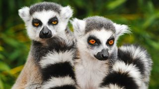 Two ring-tailed lemurs sit together.