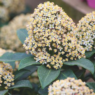 Closeup of flowering skimmia plant