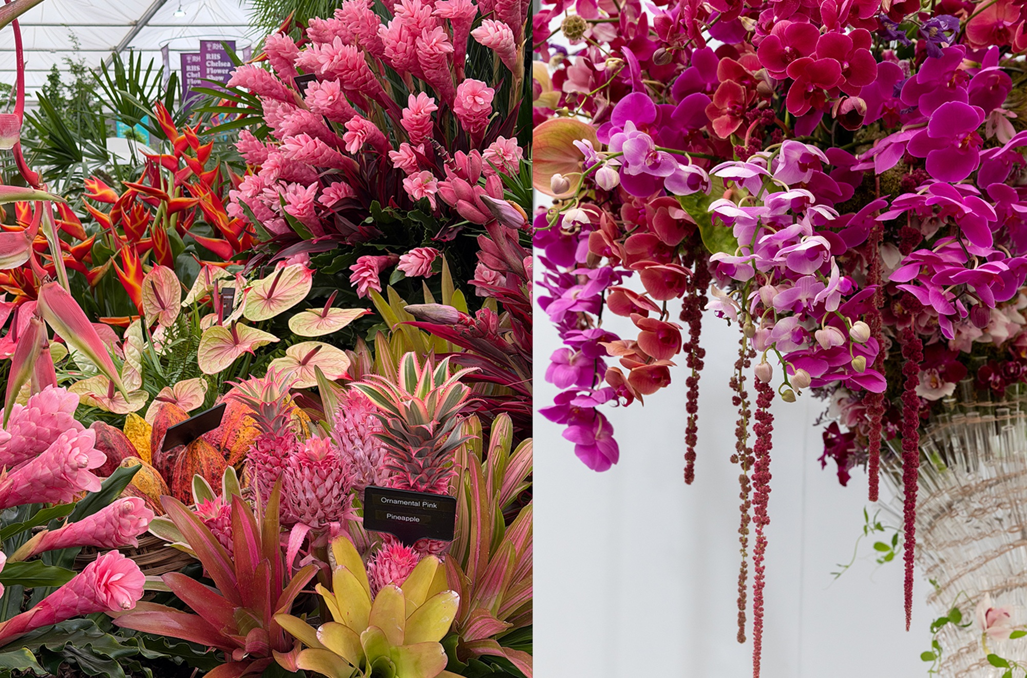 Pink flowers at the chelsea flower show 2026