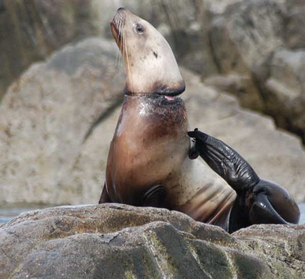 A Steller sea lion has picked up a discarded band that is cutting into its neck. 