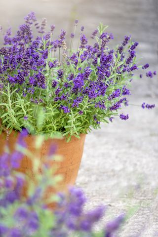 A lavender shrub in a terracotta pot