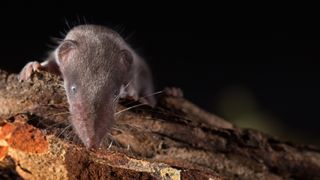 An Etruscan shrew (Suncus etruscus), one of the smallest mammals on Earth.