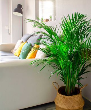 areca palm in woven basket on floor of modern living room with sofa and colorful cushions