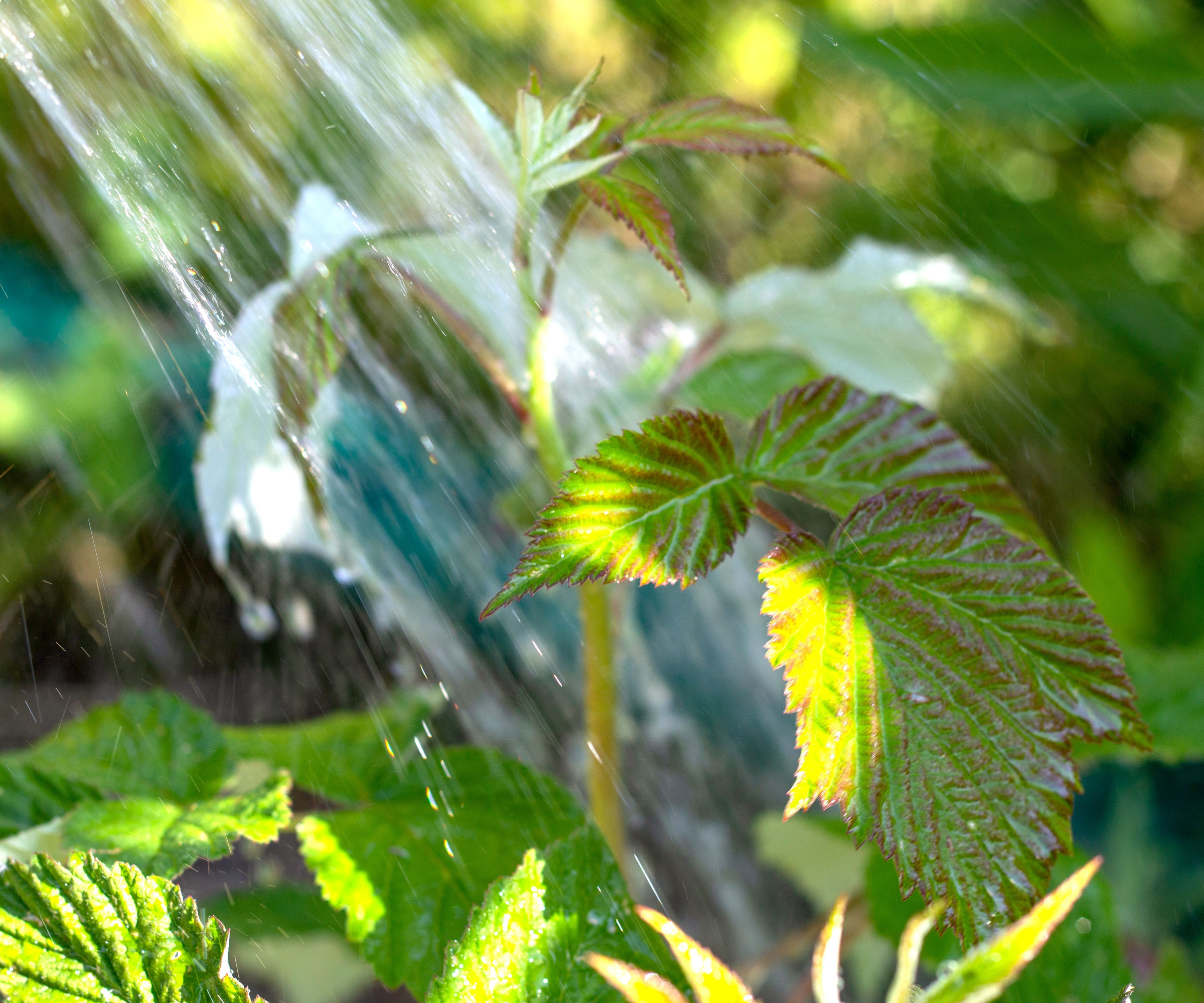 watering raspberry plants in sunshine